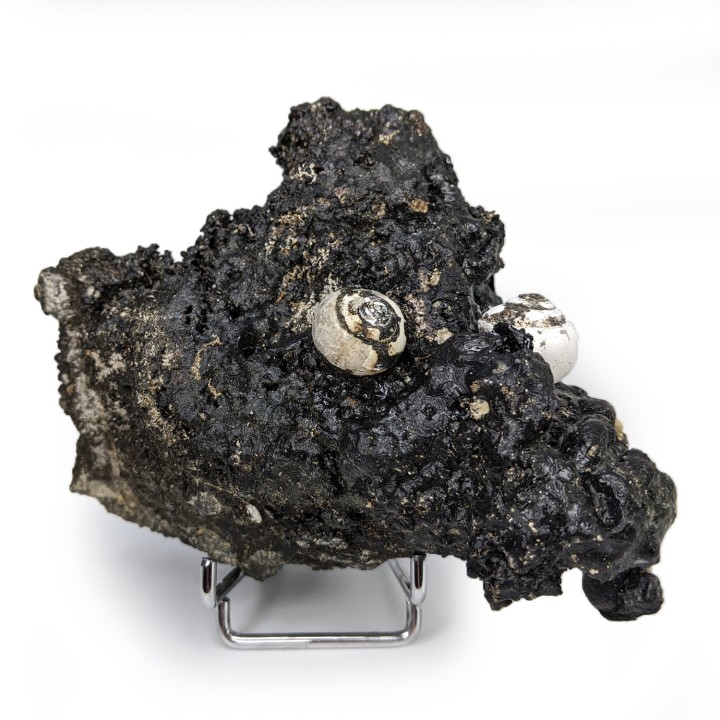 Helix ramondi, bitume, Dallet, France, 480 g