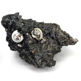 Helix ramondi, bitume, Dallet, France, 480 g