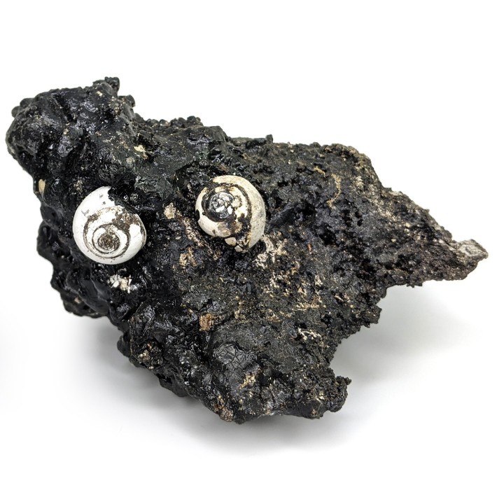 Helix ramondi, bitume, Dallet, France, 480 g