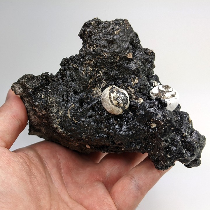 Helix ramondi, bitume, Dallet, France, 480 g