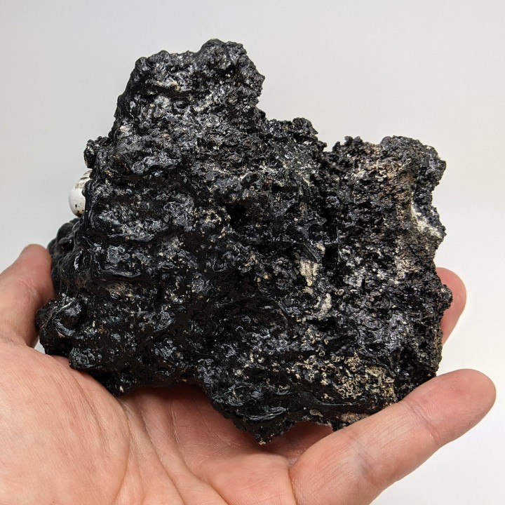 Helix ramondi, bitume, Dallet, France, 480 g