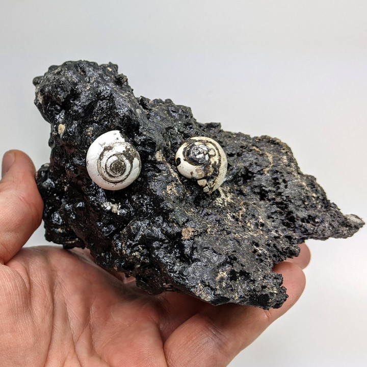 Helix ramondi, bitume, Dallet, France, 480 g