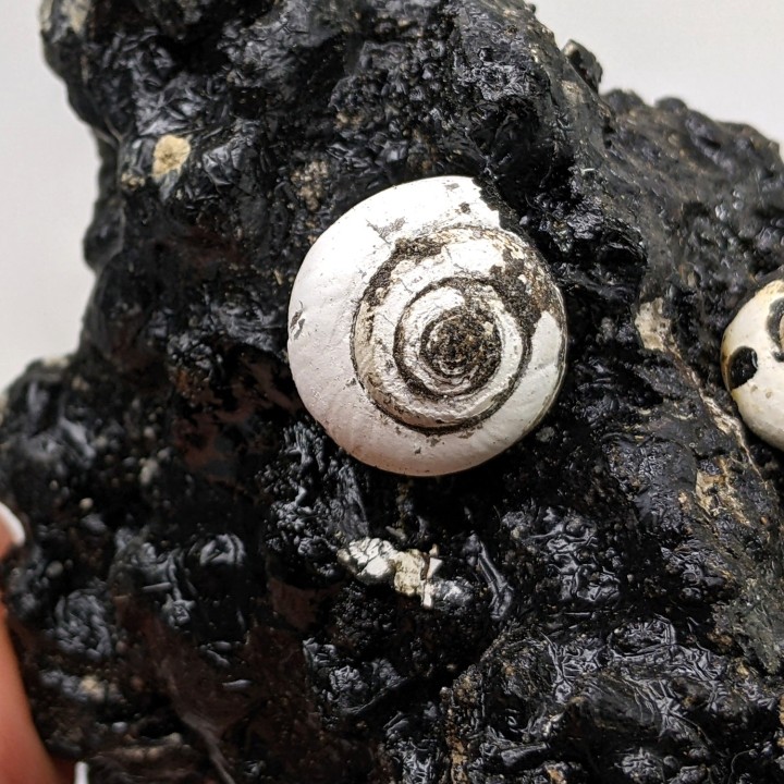 Helix ramondi, bitume, Dallet, France, 480 g