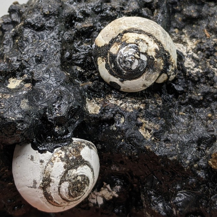 Helix ramondi, bitume, Dallet, France, 480 g