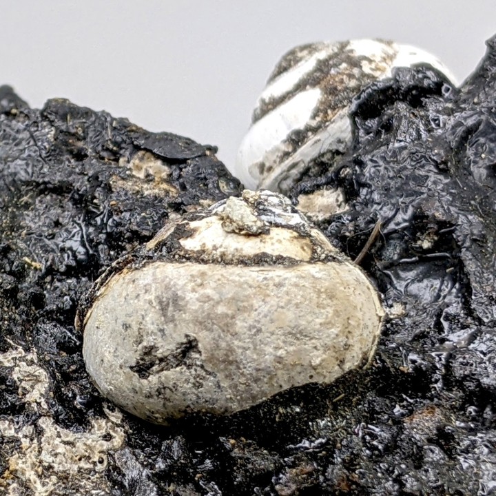 Helix ramondi, bitume, Dallet, France, 480 g