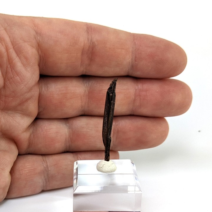 Cuivre natif, mine d'Itauz, Kazakhstan, 3,3 cm