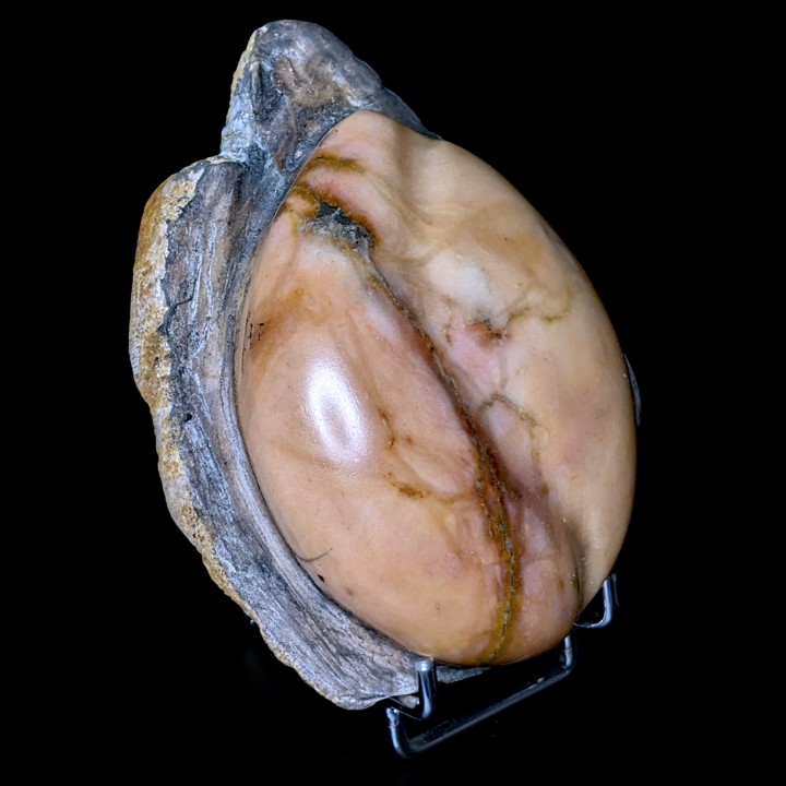 Gypse poli, Dennevy, France, 330 grammes