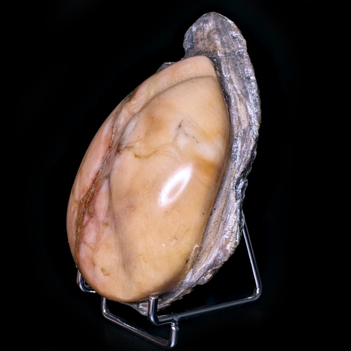Gypse poli, Dennevy, France, 330 grammes