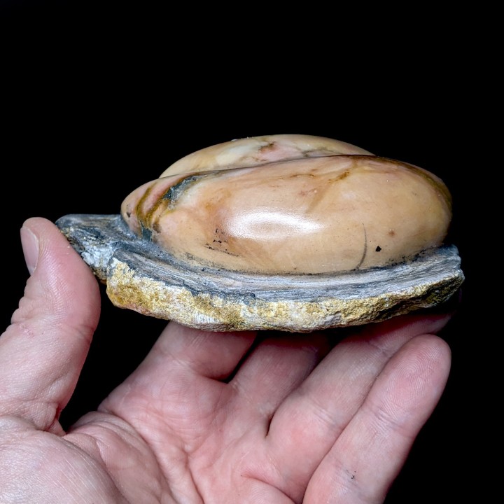Gypse poli, Dennevy, France, 330 grammes