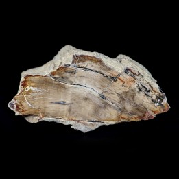 Fossil wood, Morvan, France, 176 grams