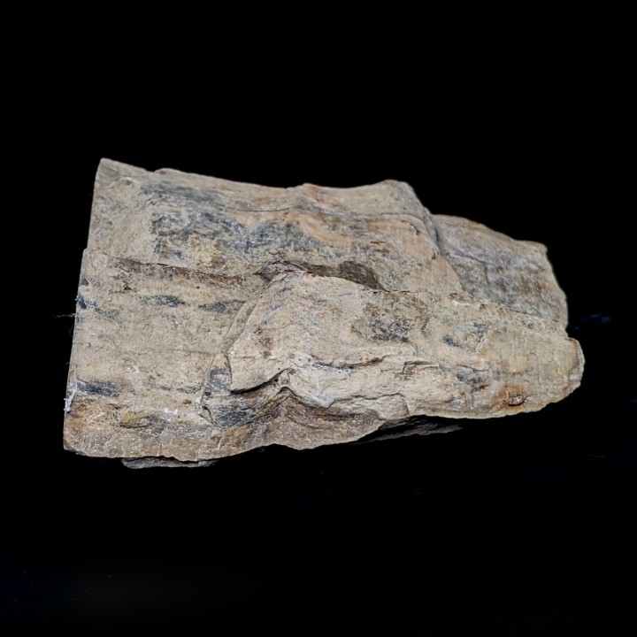 Bois fossile, Morvan, France, 176 grammes