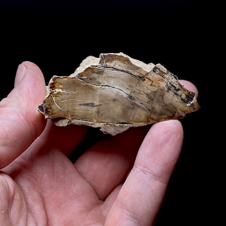 Fossil wood, Morvan, France, 176 grams