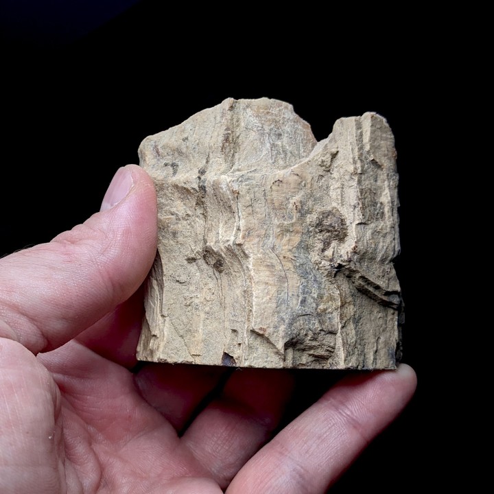 Bois fossile, Morvan, France, 176 grammes