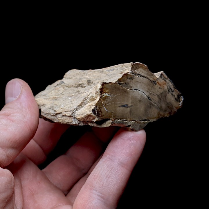 Bois fossile, Morvan, France, 176 grammes