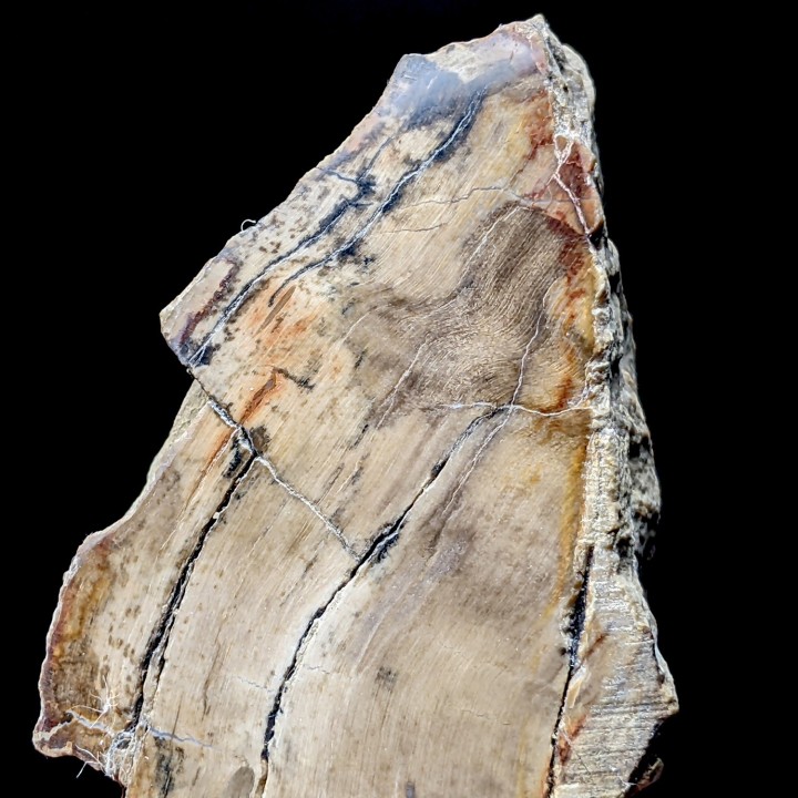 Fossil wood, Morvan, France, 176 grams