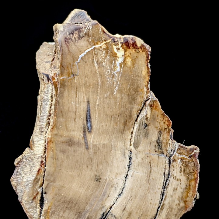 Bois fossile, Morvan, France, 176 grammes