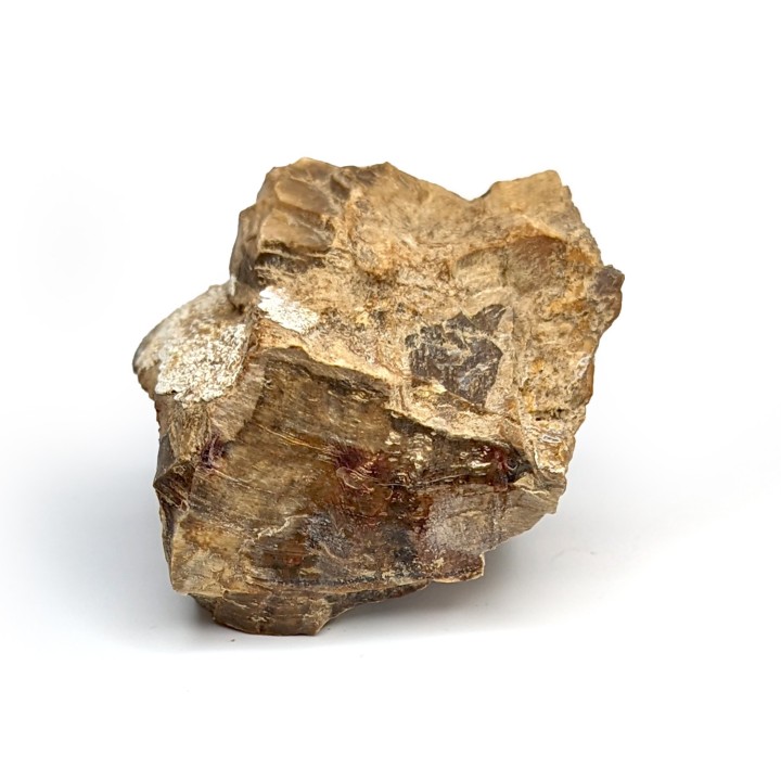 Fossil wood, Morvan, France, 233 grams