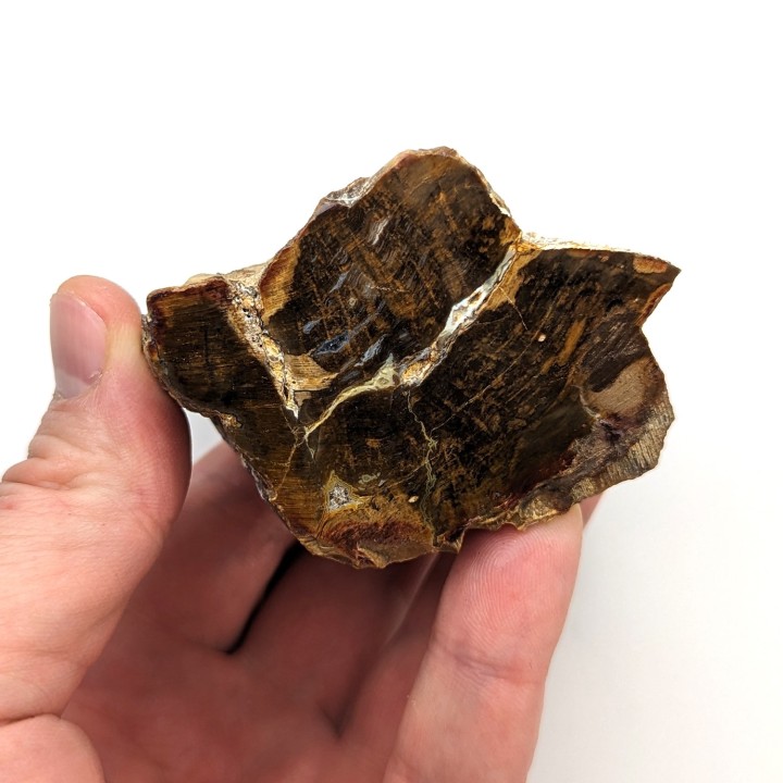Bois fossile, Morvan, France, 233 grammes