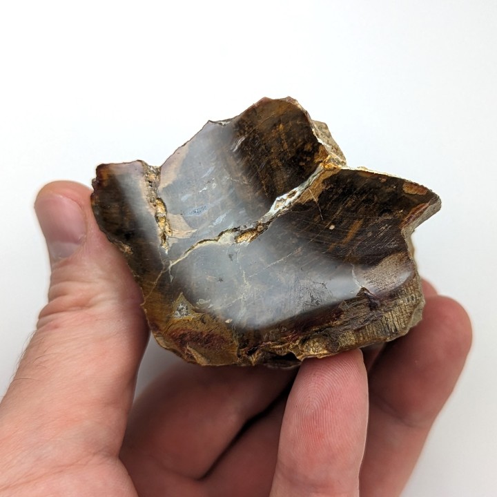 Bois fossile, Morvan, France, 233 grammes