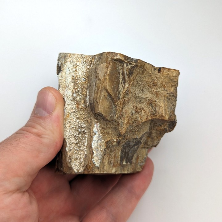 Bois fossile, Morvan, France, 233 grammes