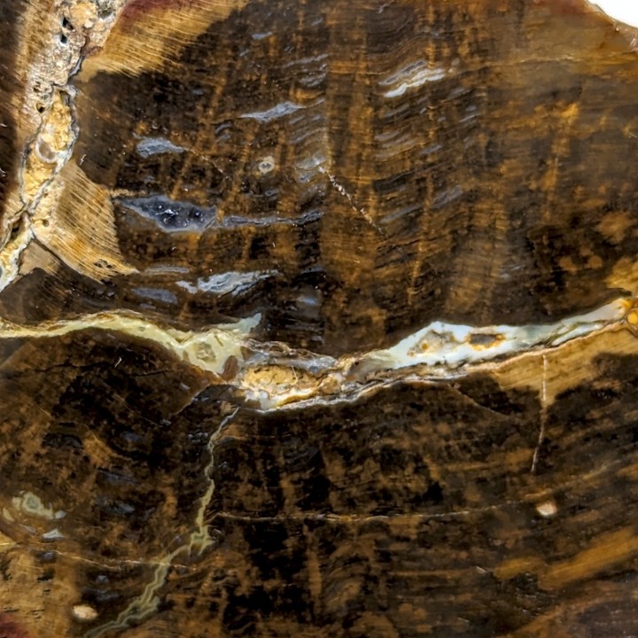 Bois fossile, Morvan, France, 233 grammes
