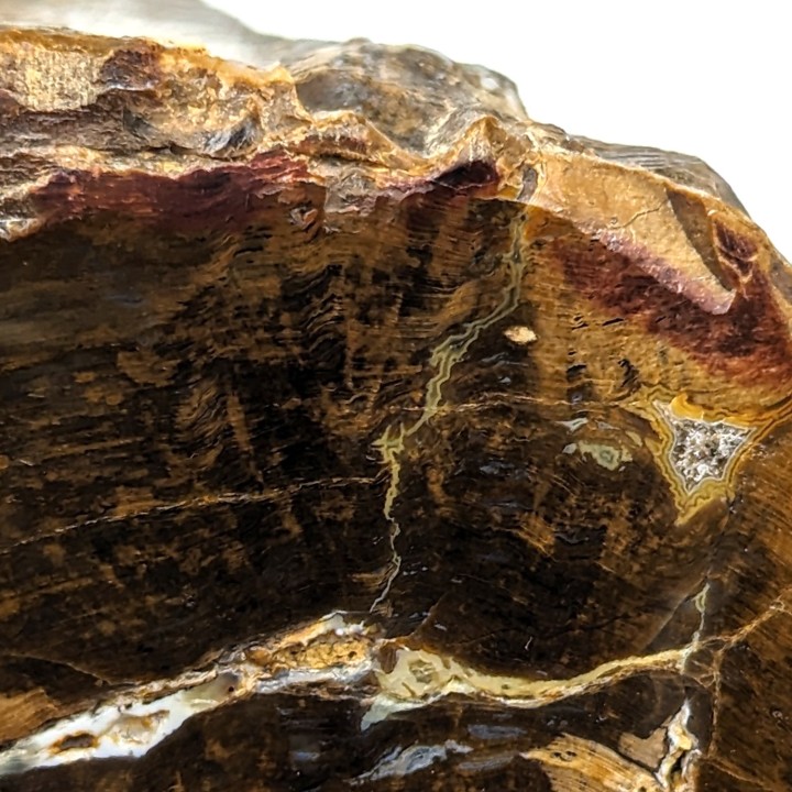 Bois fossile, Morvan, France, 233 grammes