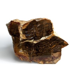 Fossil wood, Morvan, France, 233 grams