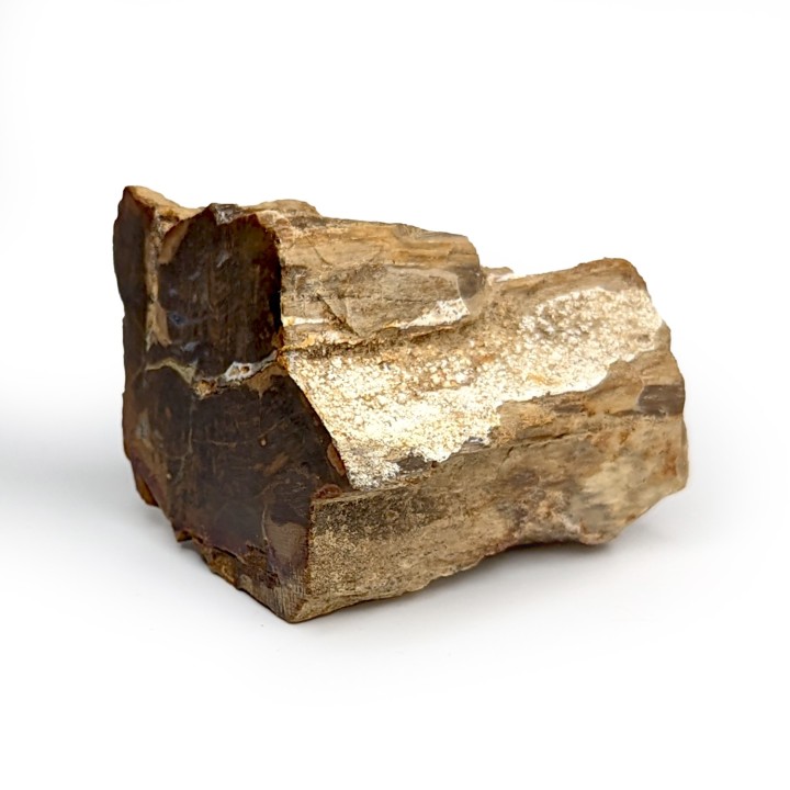 Fossil wood, Morvan, France, 233 grams