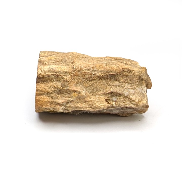 Fossil wood, Morvan, France, 94 grams