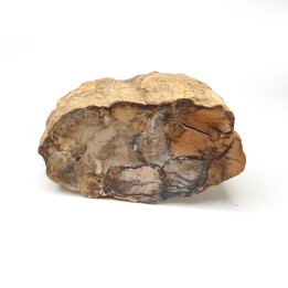 Bois fossile, Morvan, France, 94 grammes