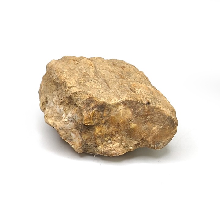 Fossil wood, Morvan, France, 94 grams