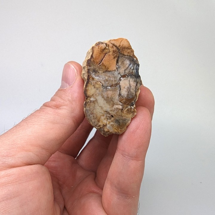 Fossil wood, Morvan, France, 94 grams