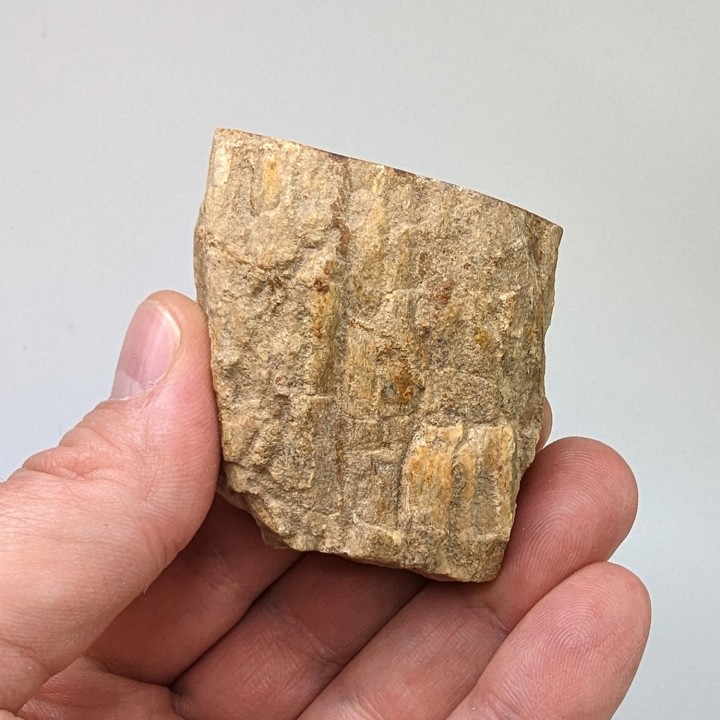 Fossil wood, Morvan, France, 94 grams