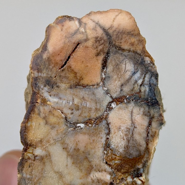 Fossil wood, Morvan, France, 94 grams