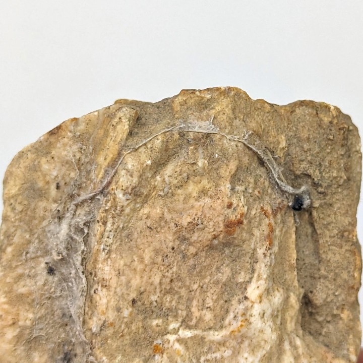 Fossil wood, Morvan, France, 94 grams