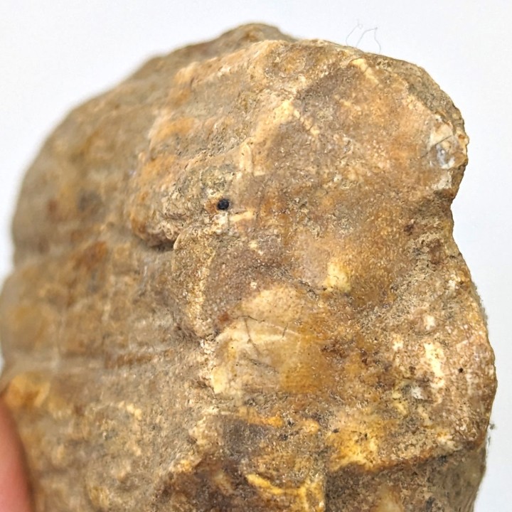 Fossil wood, Morvan, France, 94 grams
