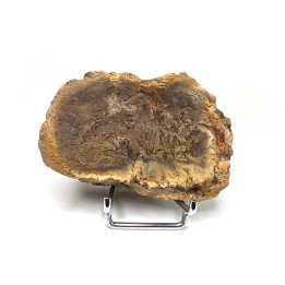 Fossil wood, Morvan, France, 131 grams