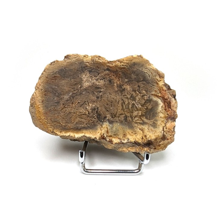 Fossil wood, Morvan, France, 131 grams