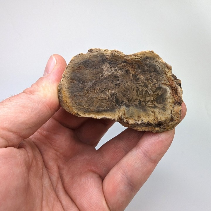 Bois fossile, Morvan, France, 131 grammes