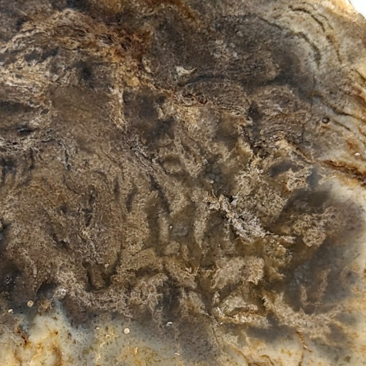 Fossil wood, Morvan, France, 131 grams