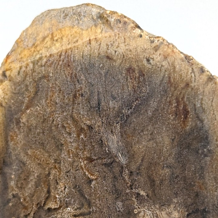Bois fossile, Morvan, France, 131 grammes