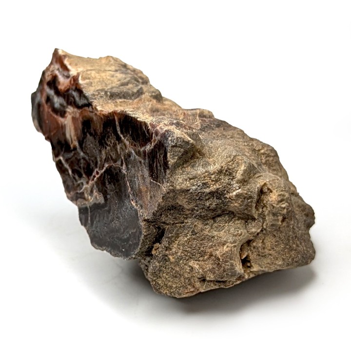 Fossil wood, Morvan, France, 219 grams