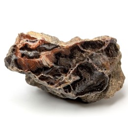 Bois fossile, Morvan, France, 219 grammes