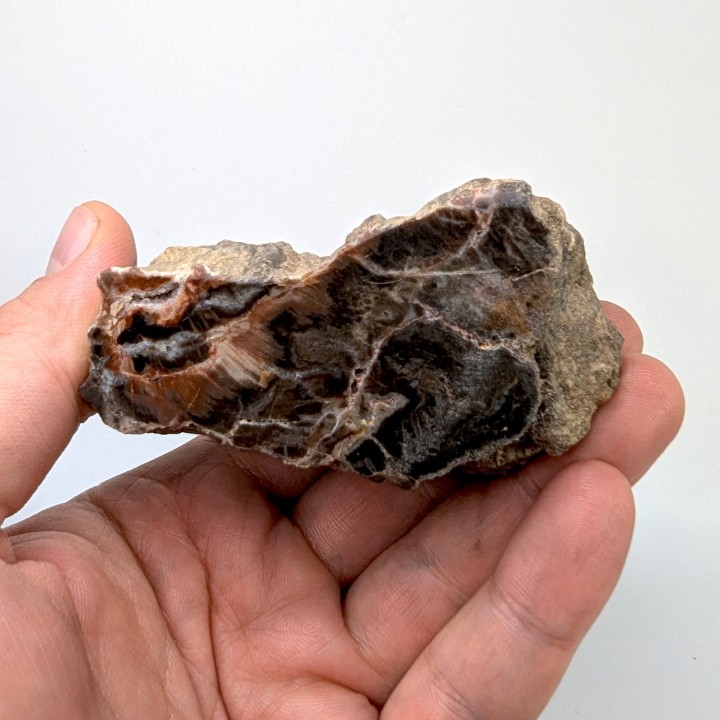 Bois fossile, Morvan, France, 219 grammes