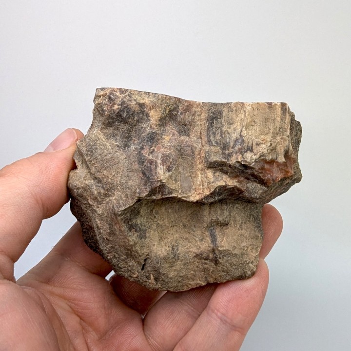 Bois fossile, Morvan, France, 219 grammes