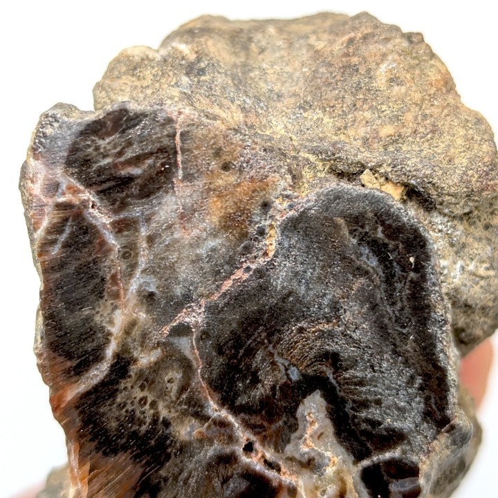 Fossil wood, Morvan, France, 219 grams