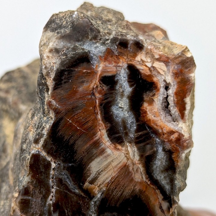 Fossil wood, Morvan, France, 219 grams