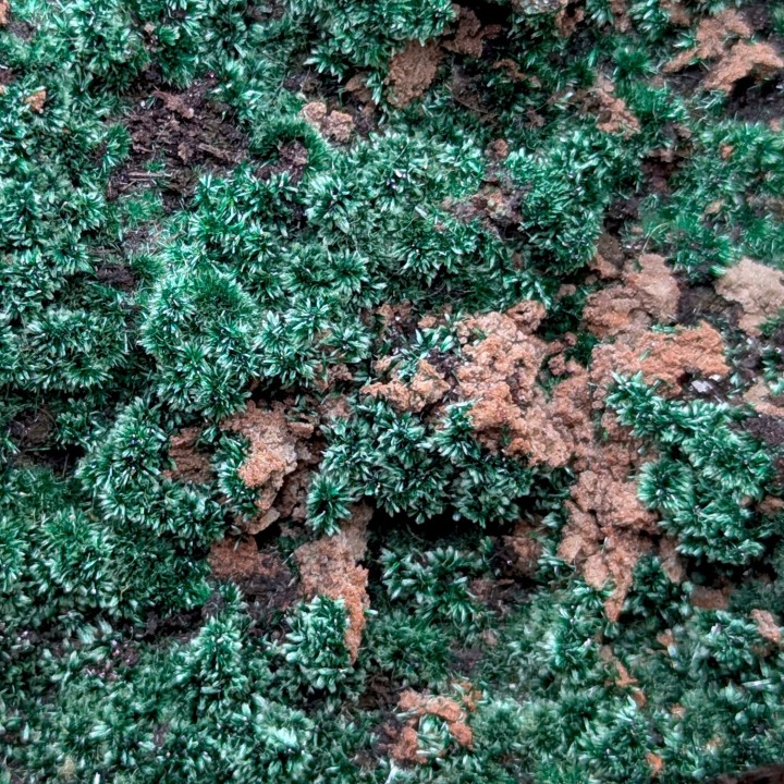 Brochantite, Bou Beker, Maroc, 412 grammes