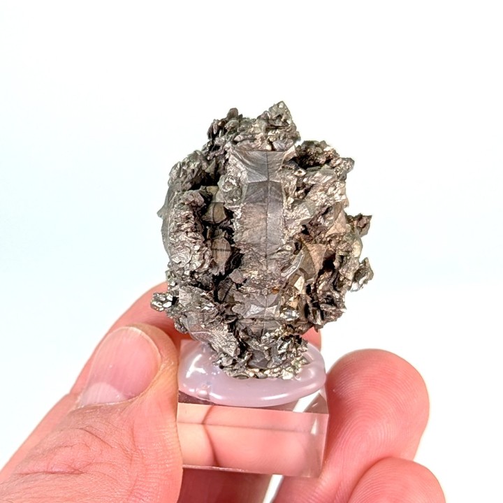 Sperkise with brachidomes, Cap Blanc-Nez, France, 70 grams