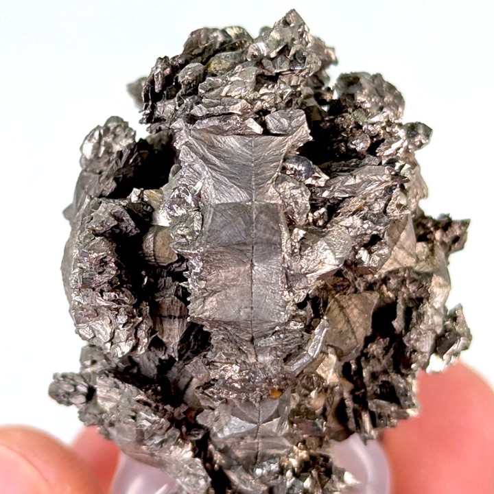 Sperkise with brachidomes, Cap Blanc-Nez, France, 70 grams